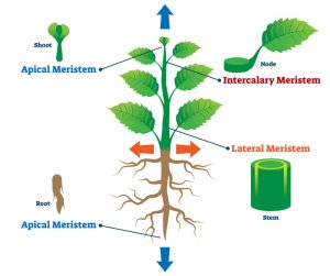 What Causes Variegation in Plants - Botany-World