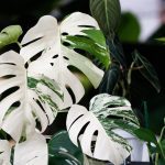 Can You Grow a Variegated Monstera From Seed?