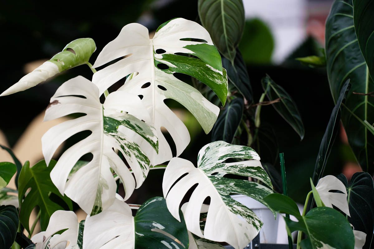 Can you grow variegated Monstera from seed?