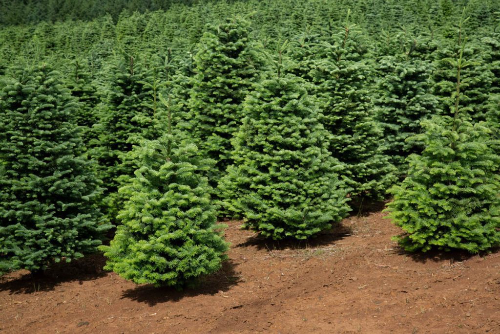 Is Douglas fir toxic to dogs?
