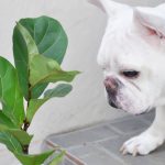 Is fiddle-leaf fig toxic to dogs?