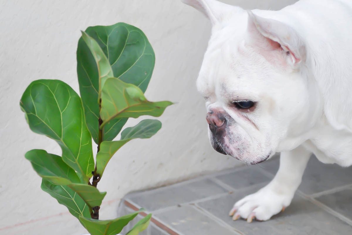 Is fiddle-leaf fig toxic to dogs?