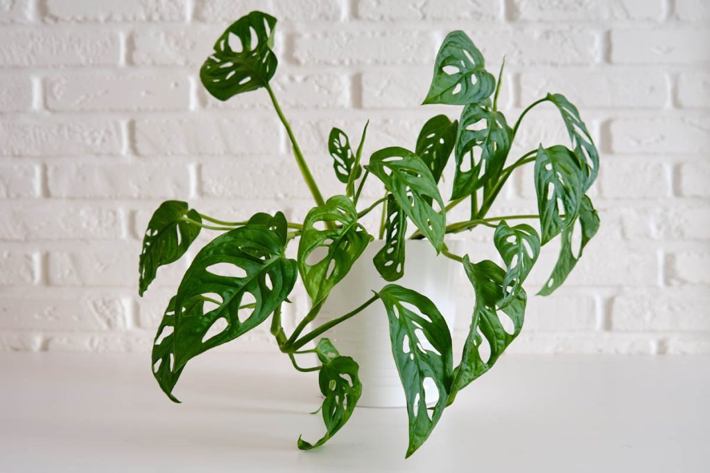 Is Monstera adansonii toxic to dogs?