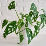 Is Monstera adansonii toxic to dogs?