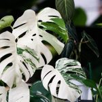 Is Monstera Deliciosa 'Albo' Toxic to Dogs?