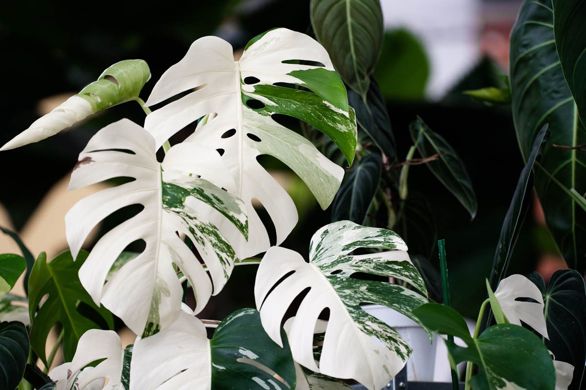 Is Monstera deliciosa 'albo' toxic to dogs?