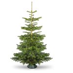 Is Nordmann fir toxic to dogs?
