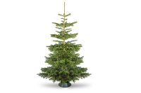 Is Nordmann fir toxic to dogs?