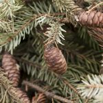 Is Serbian spruce toxic to dogs?