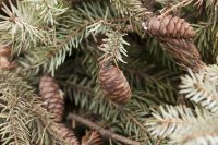 Is Serbian spruce toxic to dogs?