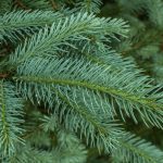 Is white spruce toxic to dogs?