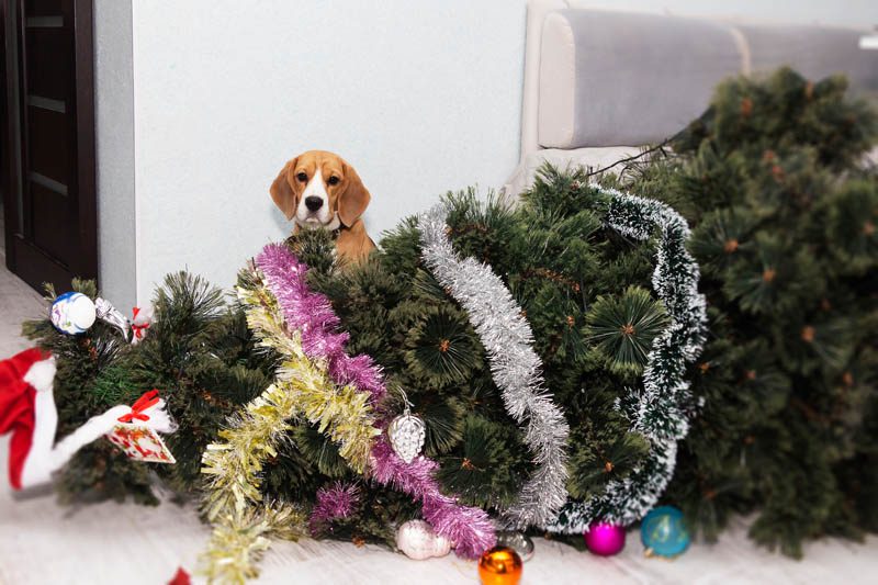Keeping dogs safe around Christmas trees
