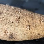 Lenticels (Bumps) on Dahlia Tubers