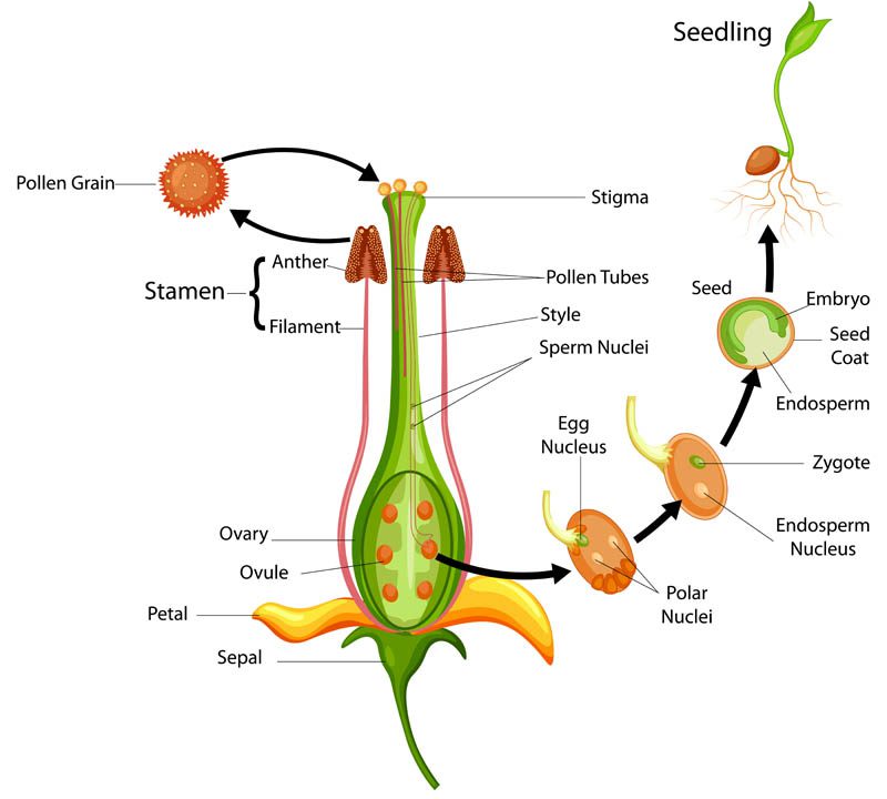 Reproduction in plants