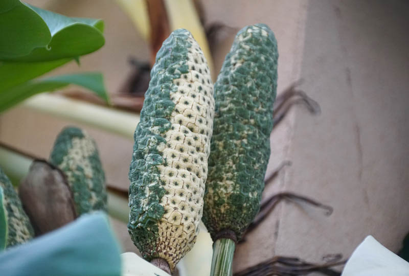 Variegated Monstera fruit