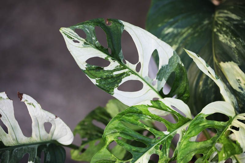 Variegated Monstera adansonii.