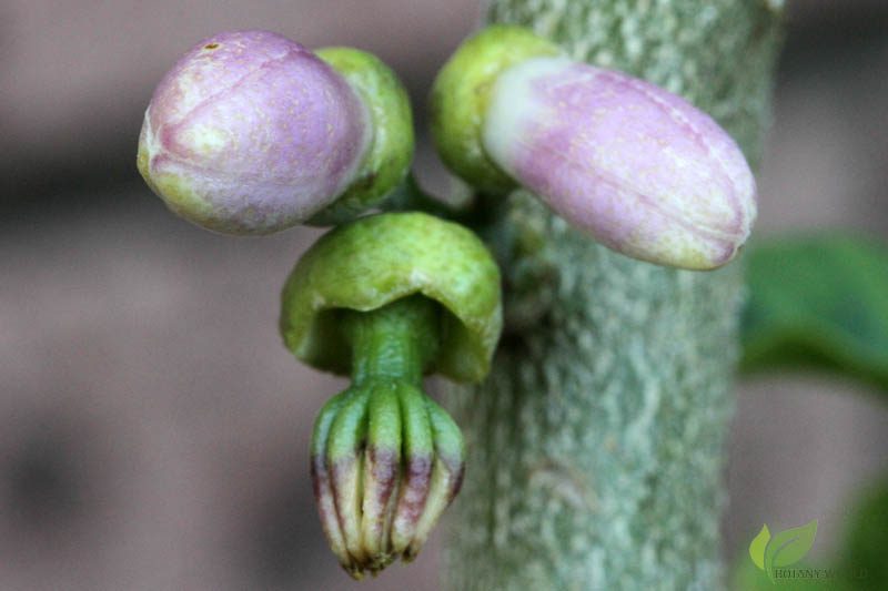 Buddha's hand flowers and immature fruit