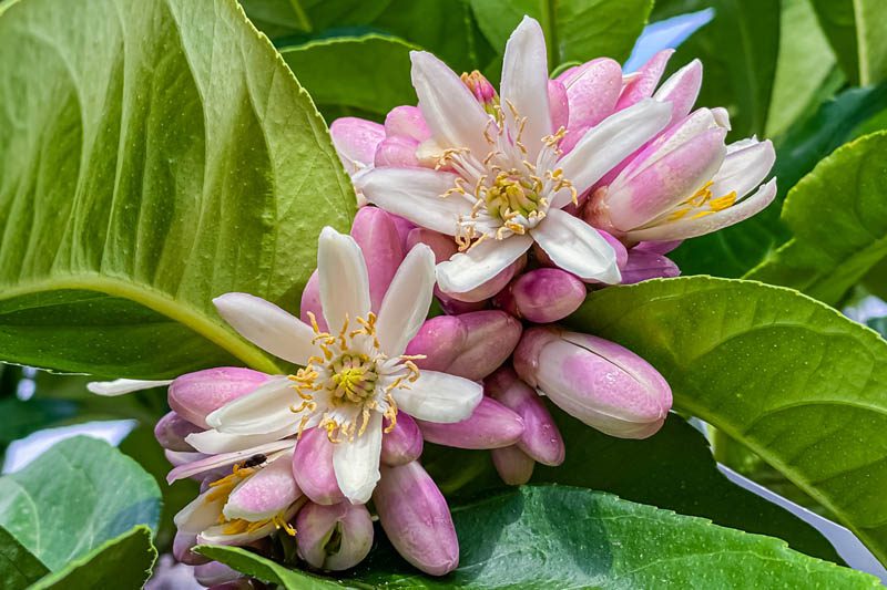 Buddha's hand flowers