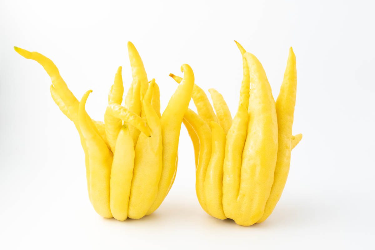 Buddha's hand fruit