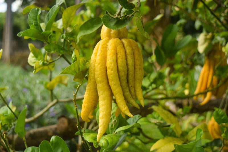 Buddha's hand tree