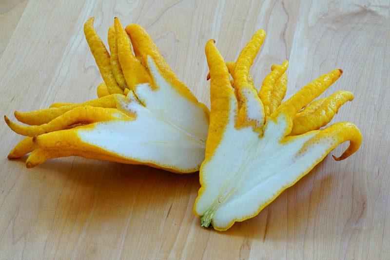 Buddha's hand sliced in half