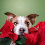 Christmas plants toxic and non-toxic to dogs