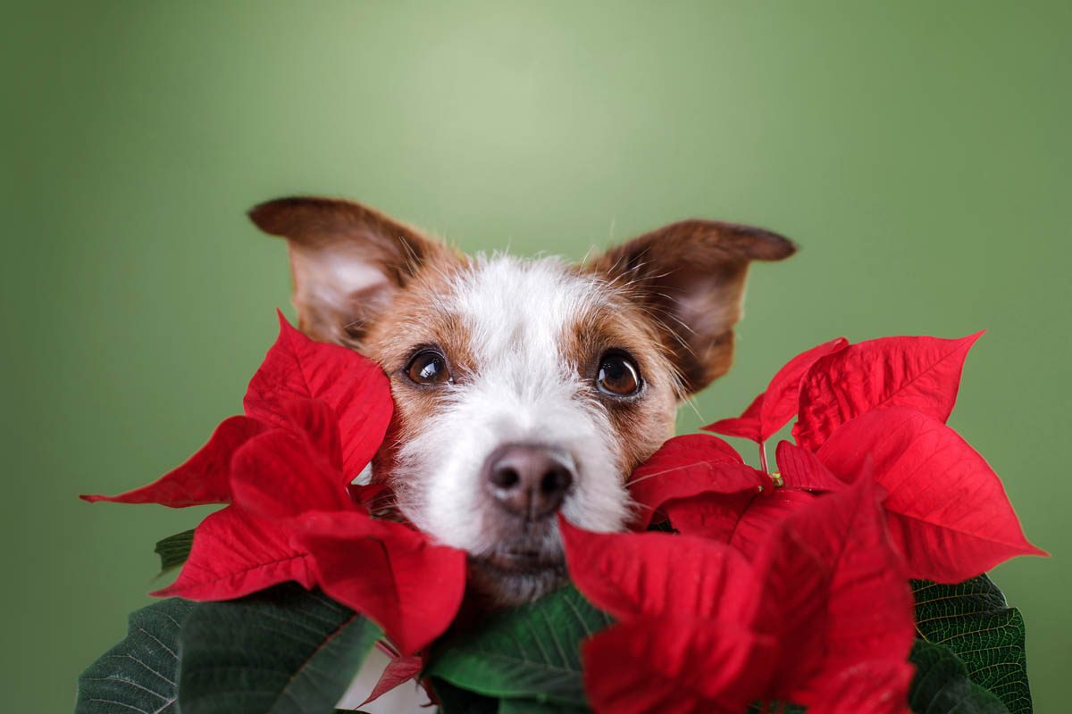 Christmas plants toxic and non-toxic to dogs