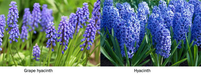 Grape hyacinth and hyacinth