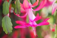 Is Christmas cactus toxic to dogs?