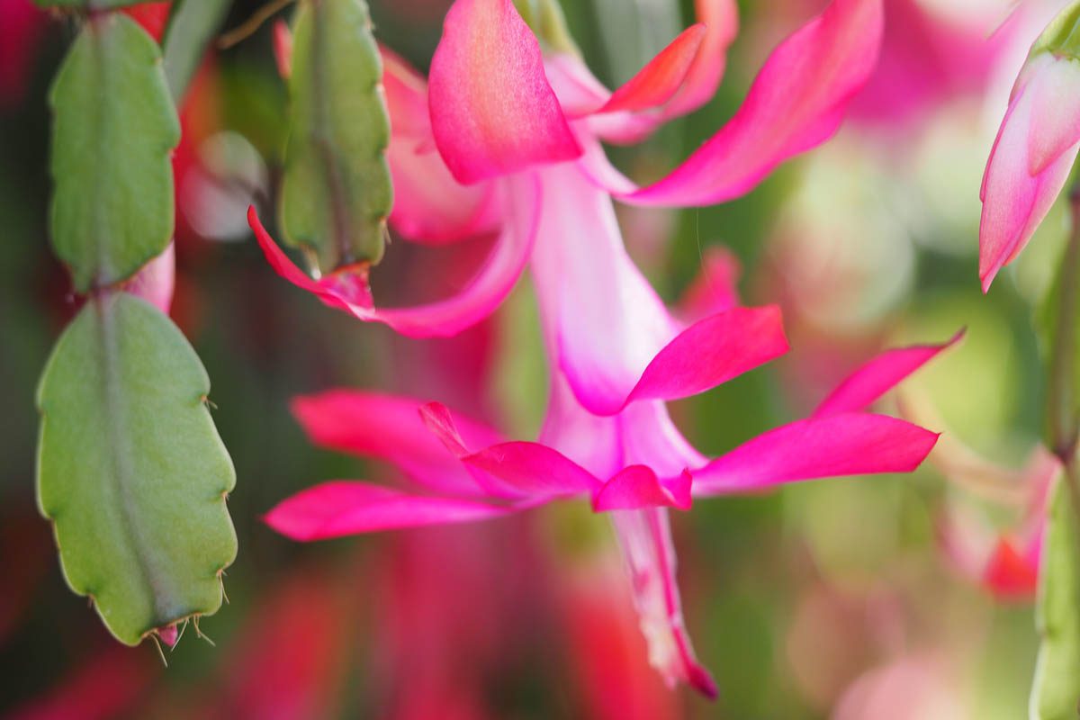 Is Christmas Cactus Toxic To Dogs Botany World