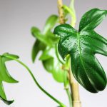 Is fiddlehead philodendron toxic to dogs?