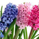 Is hyacinth toxic to dogs?