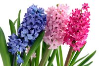 Is hyacinth toxic to dogs?