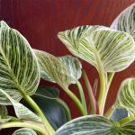 Is Philodendron birkin toxic to dogs?