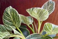 Is Philodendron birkin toxic to dogs?