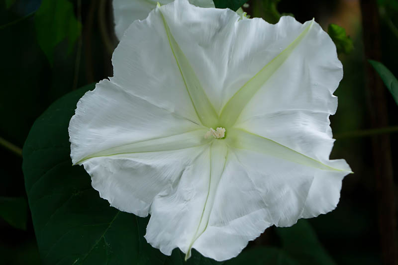 Moonflower