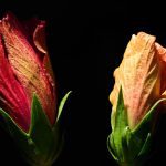 The Secret Life of Flowers: Why Do They Close at Night?
