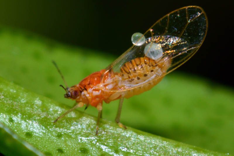 African citrus psyllid