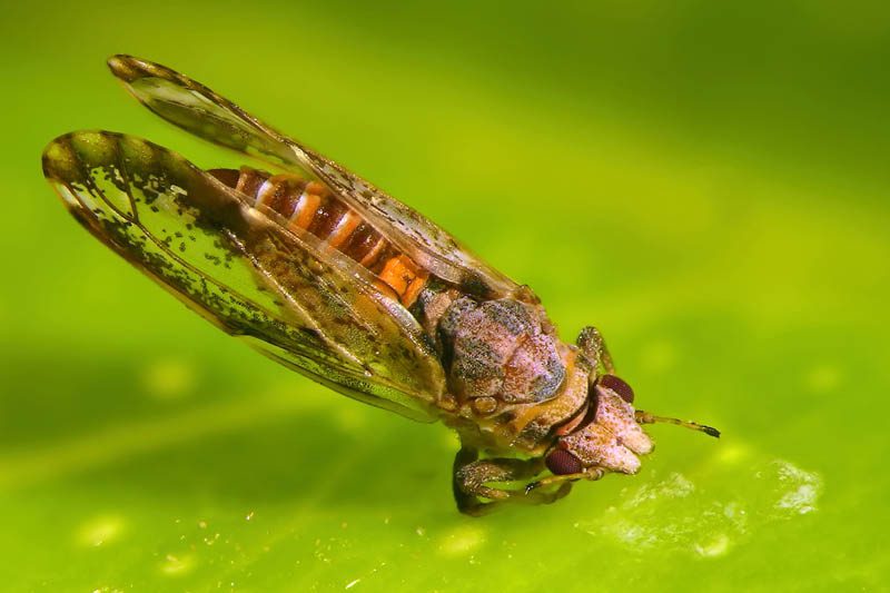 Asian citrus psyllid