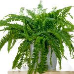Boston Fern Care: Tips for a Lush and Healthy Plant