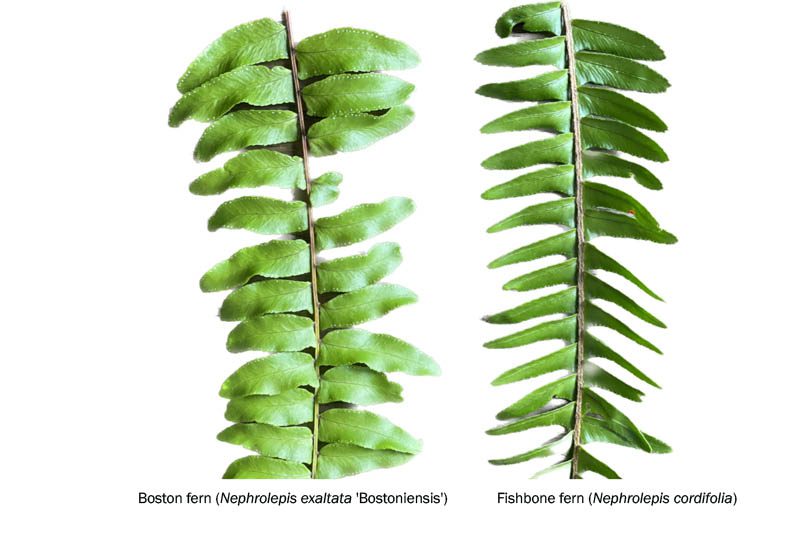 Boston fern vs fishbone fern