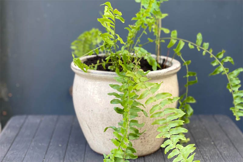 Boston fern division in pot