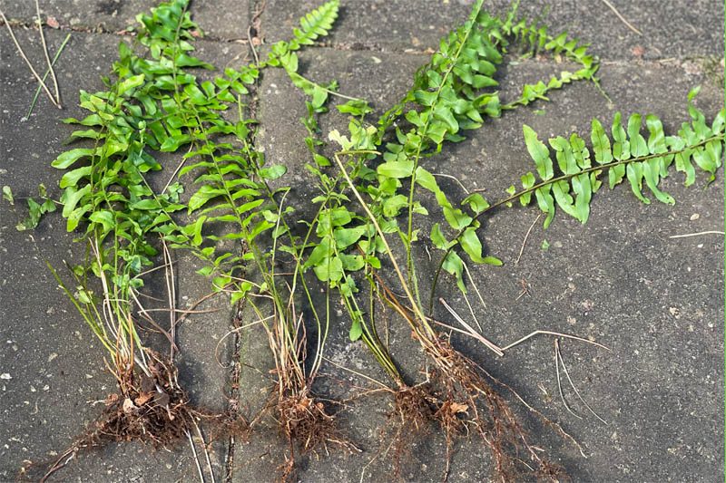 Boston fern division