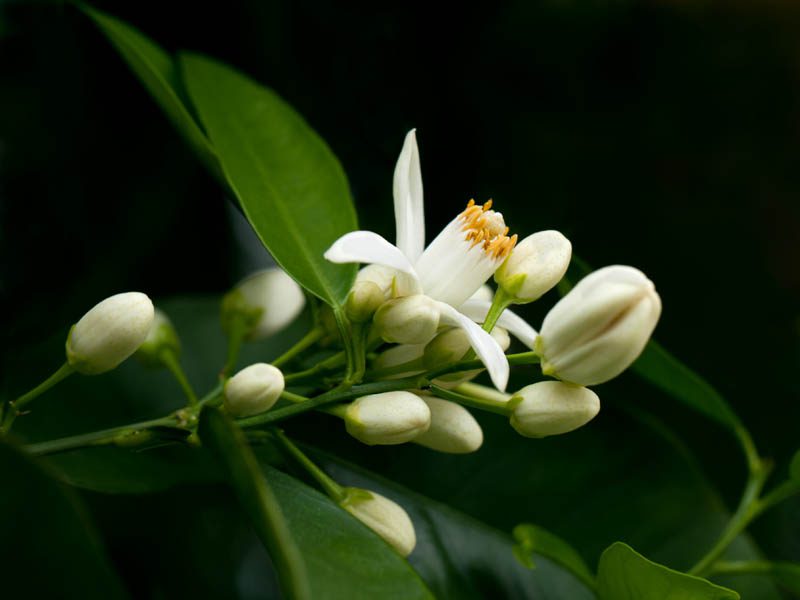 When to citrus trees flower?