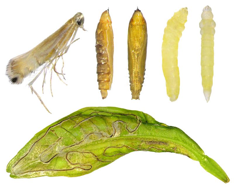 Citrus leafminer