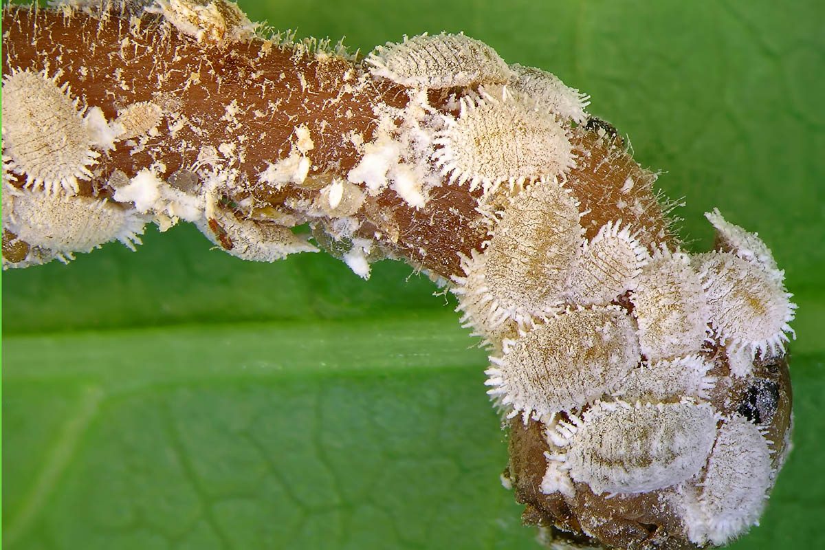 Citrus mealybug