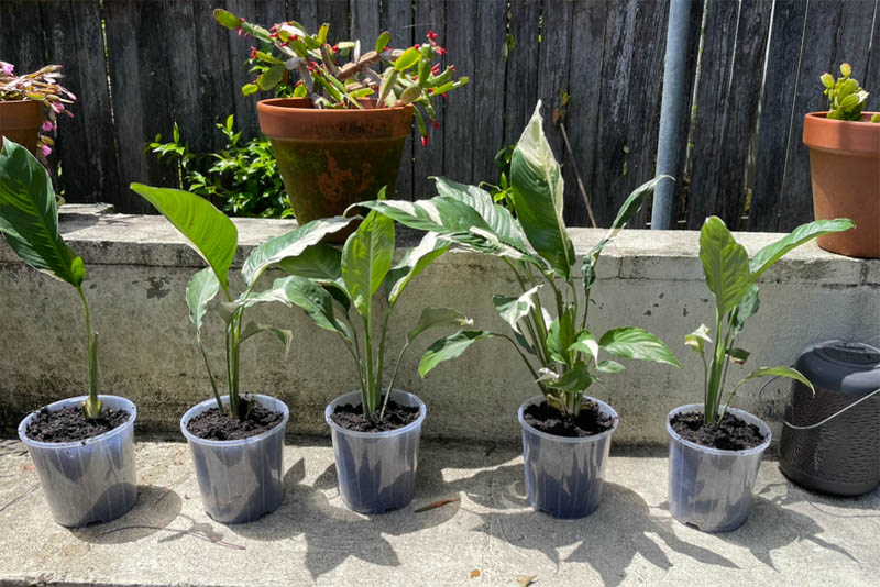 Divided peace lilies