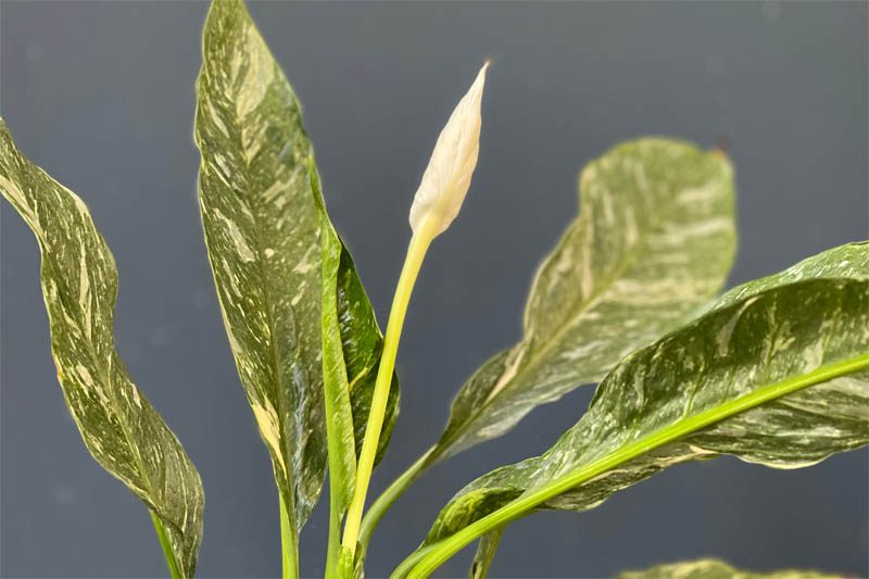 Domino peace lily