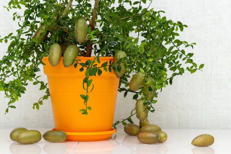 How to grow citrus in pots