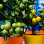 Growing Citrus in Pots